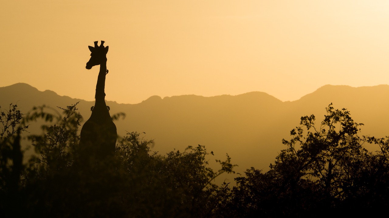 Quel est l’intérêt de visiter l’Afrique ?